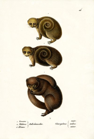 Zwerglemur, 1824 von Karl Joseph Brodtmann
